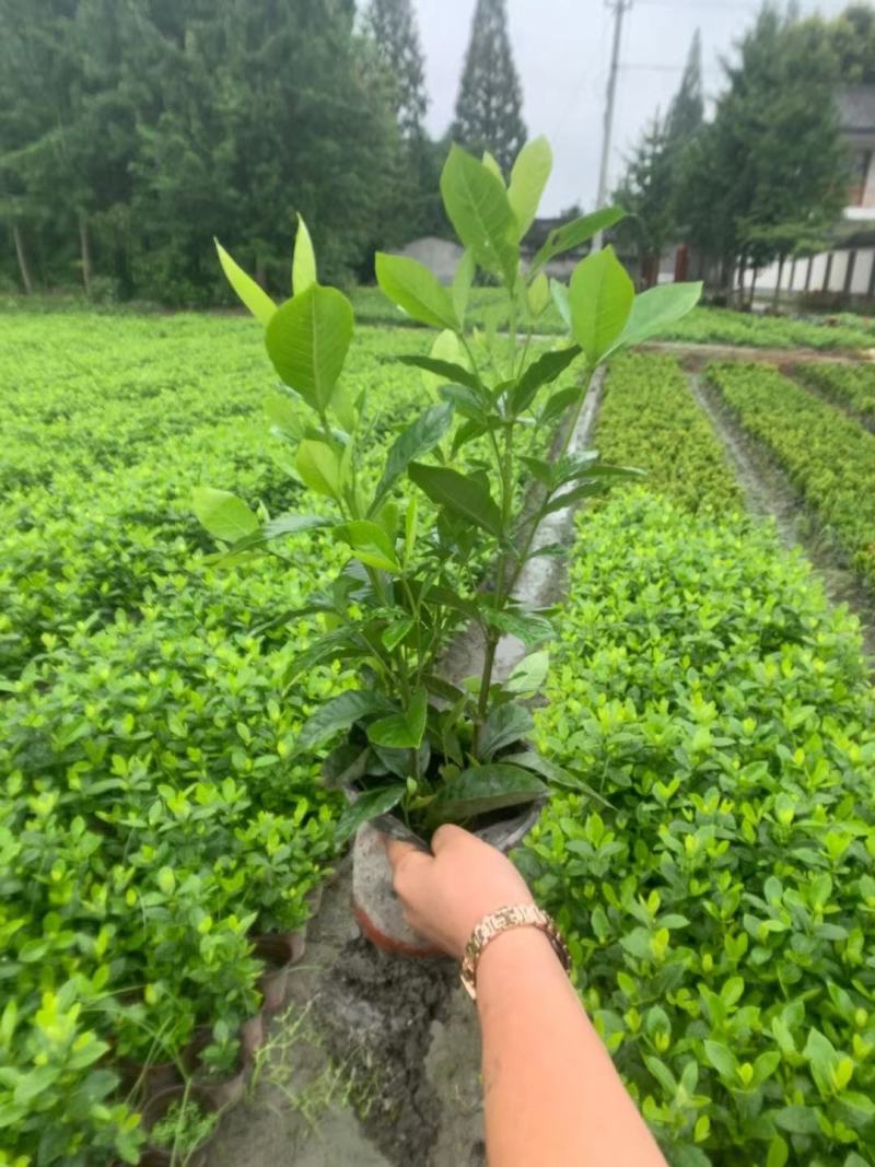 四川成都温江基地苗圃栀子花，质量保证，货源充足