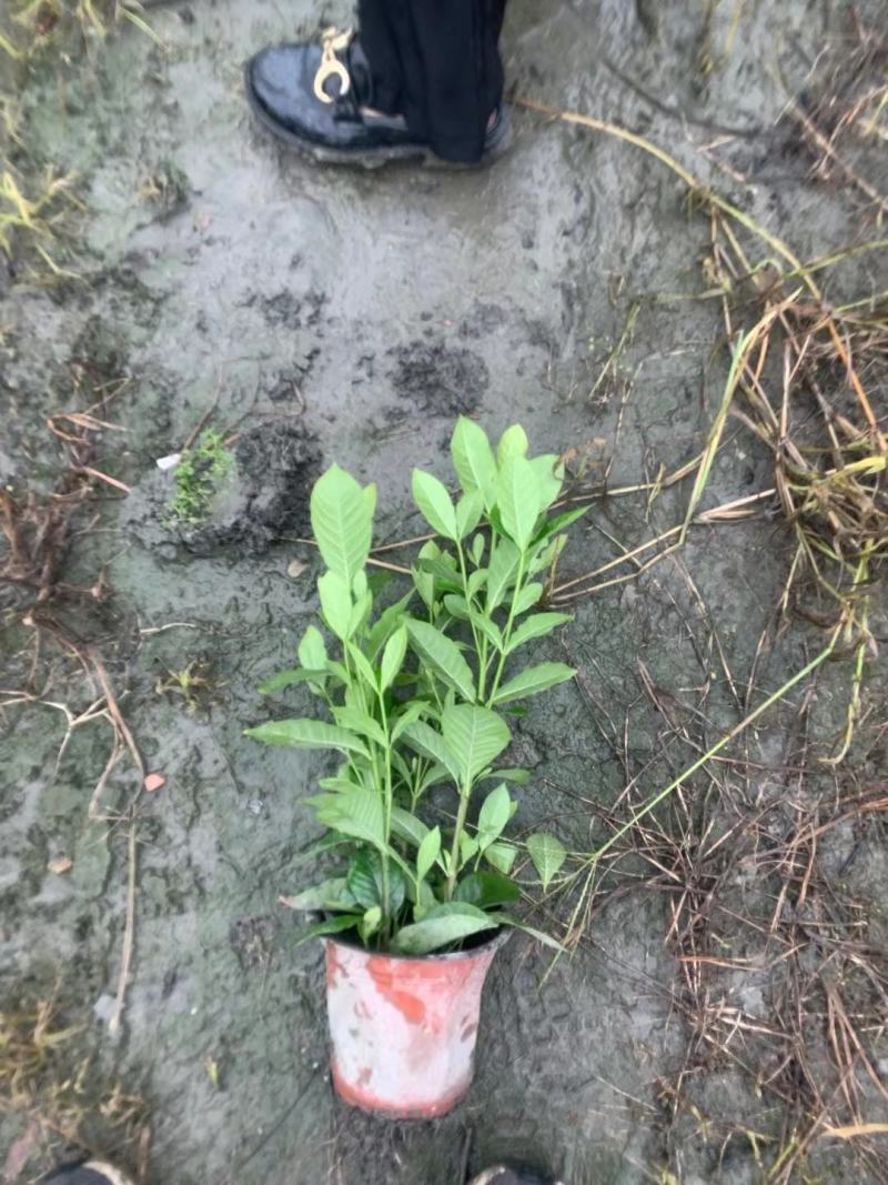 四川成都温江基地苗圃栀子花，质量保证，货源充足