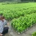 四川成都温江基地苗圃栀子花，质量保证，货源充足