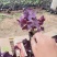 四川成都温江基地红花杂酱草，太阳花，欢迎选购