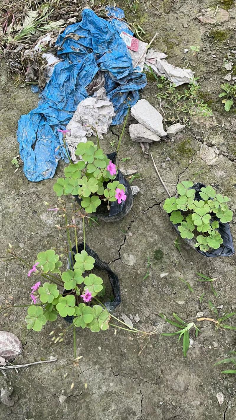 四川成都温江基地红花杂酱草，太阳花，欢迎选购