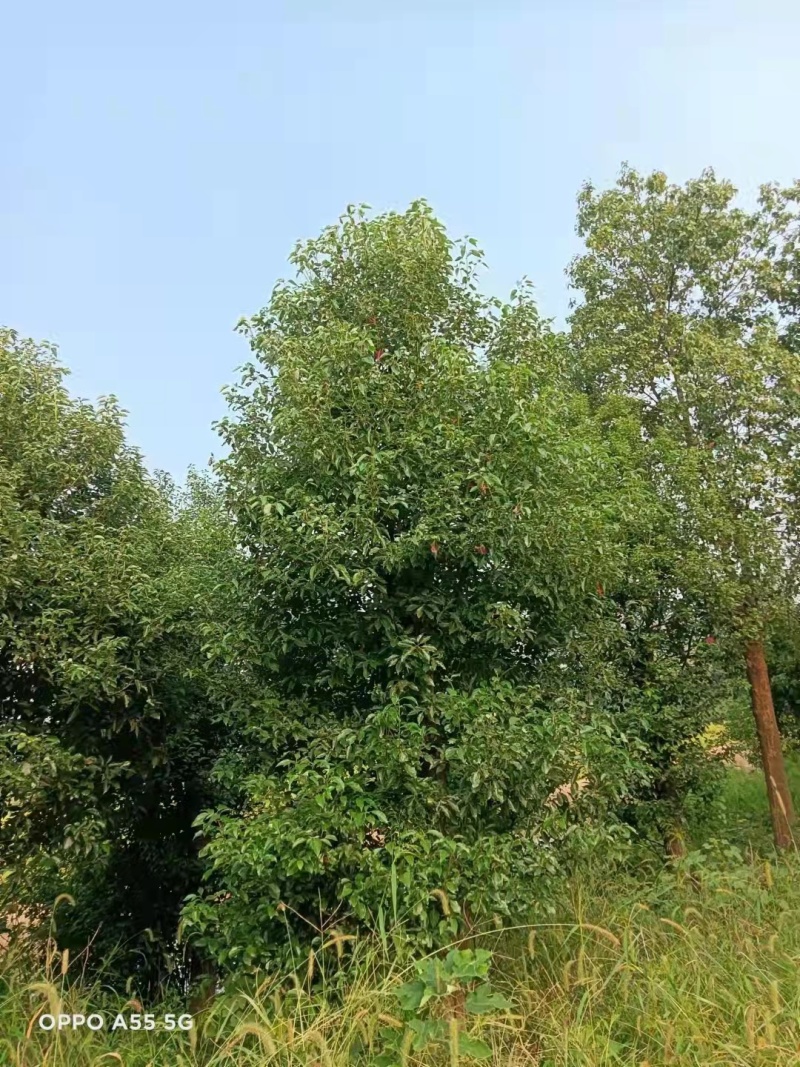 香樟树18cm-32cm