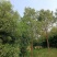 香樟树18cm-32cm