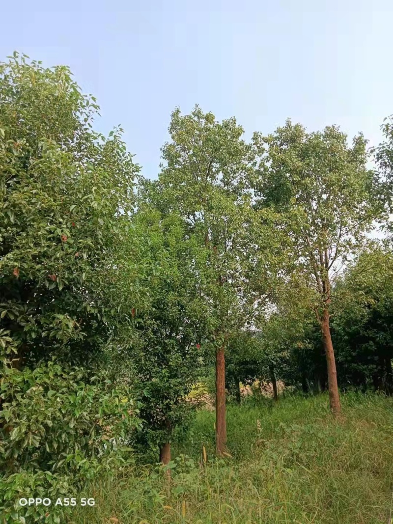 香樟树18cm-32cm