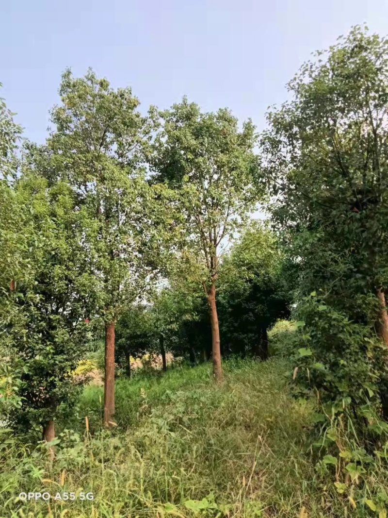 香樟树18cm-32cm