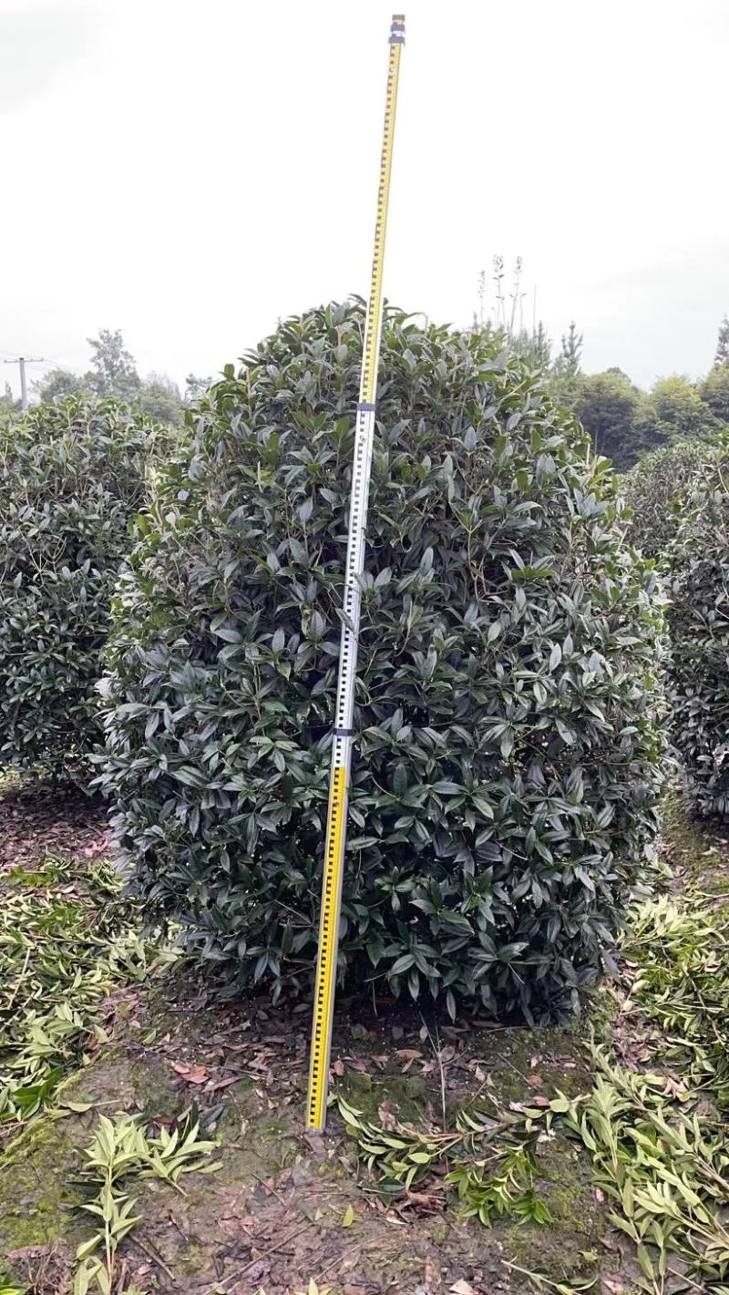 四川成都温江基地苗圃地笼桂花，质量保证，基地货