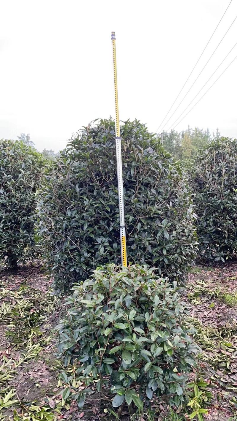 四川成都温江基地苗圃地笼桂花，质量保证，基地货