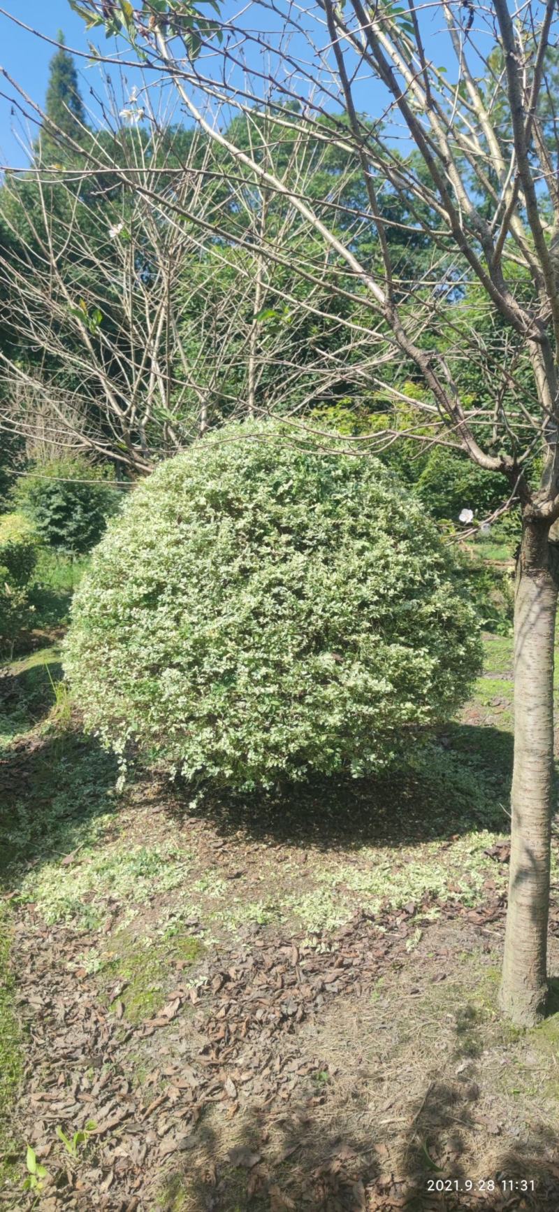 四川成都温江基地苗圃银姬小蜡球，质量保证，规格齐全