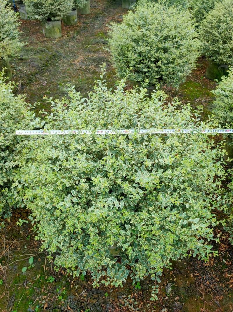 四川成都温江基地苗圃银姬小蜡球，质量保证，规格齐全