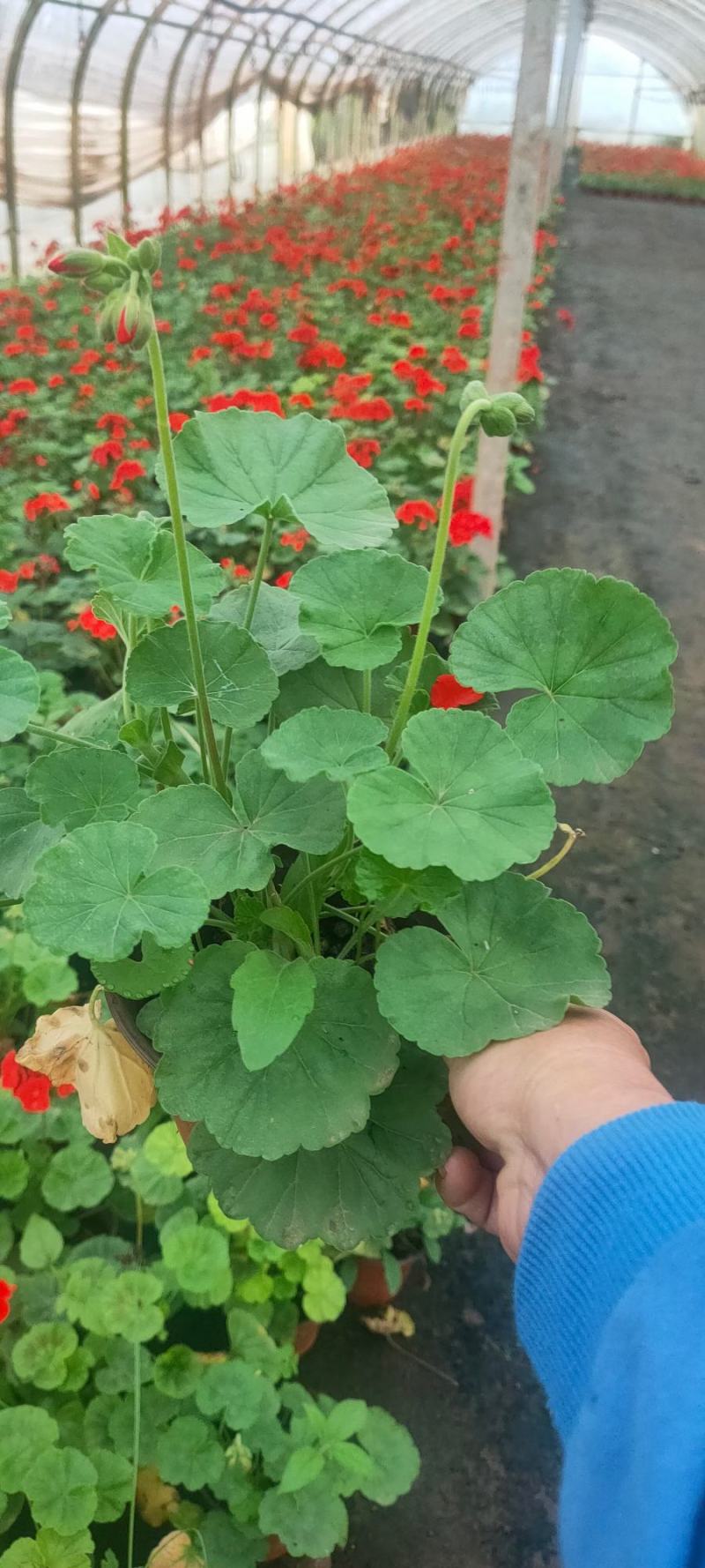 天竺葵，云南天竺葵苗圃直销，红盆小黑带天竺葵，一手货源
