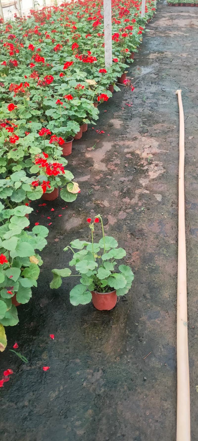 天竺葵，云南天竺葵苗圃直销，红盆小黑带天竺葵，一手货源