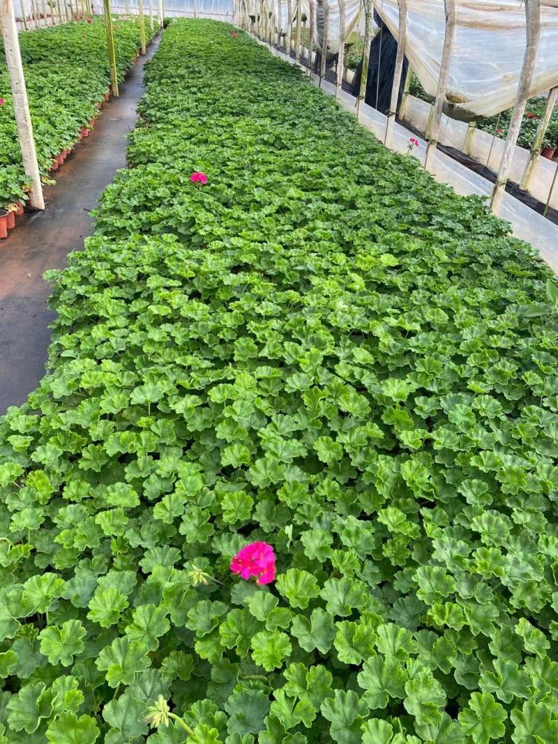天竺葵，云南天竺葵苗圃直销，红盆小黑带天竺葵，一手货源