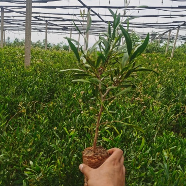 精品小叶相思树苗，基地直供