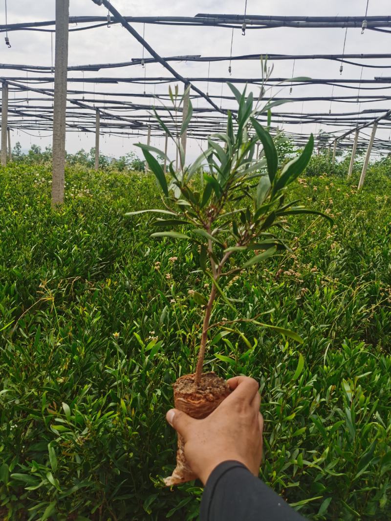 精品小叶相思树苗，基地直供