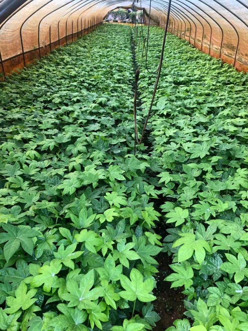 八角金盘云南苗圃直销，八角金盘各种规格，一手货源