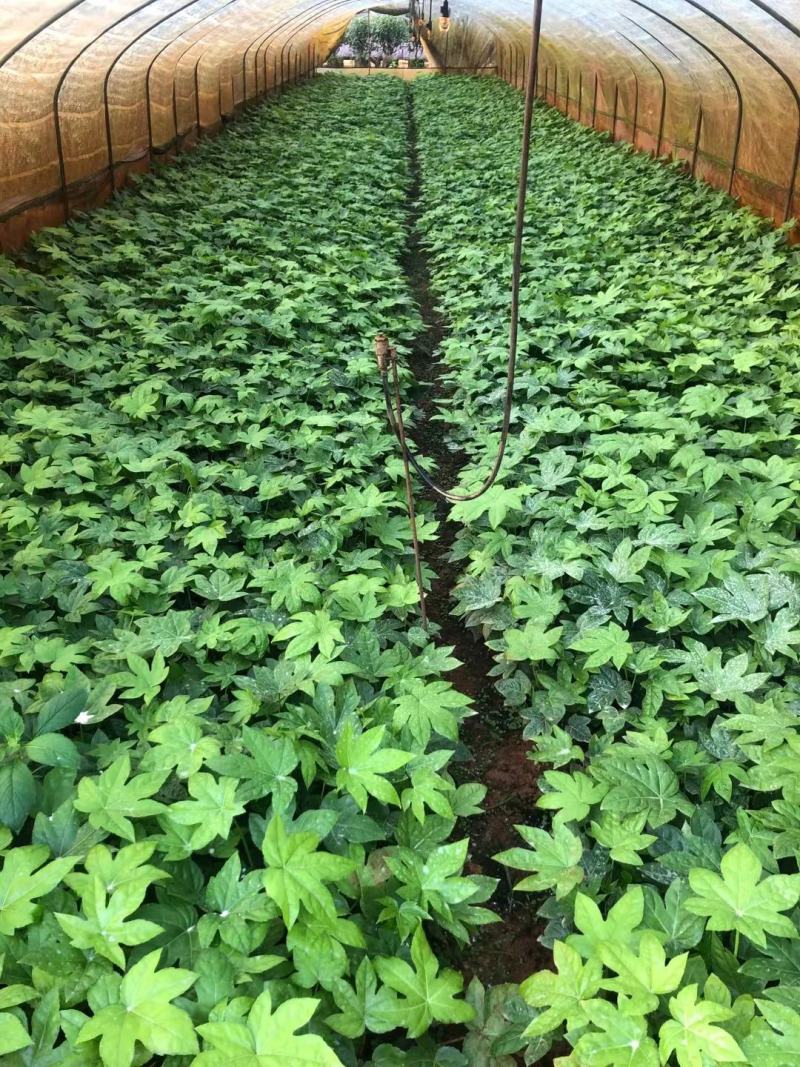 八角金盘云南苗圃直销，八角金盘各种规格，一手货源