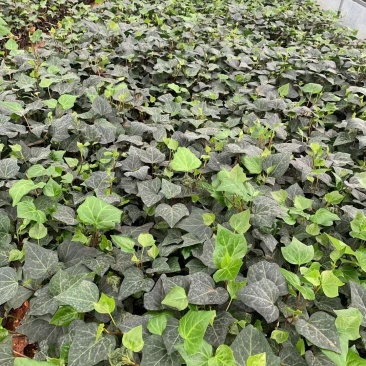 常春藤，云南苗圃直销，50到一米常春藤，一手货源
