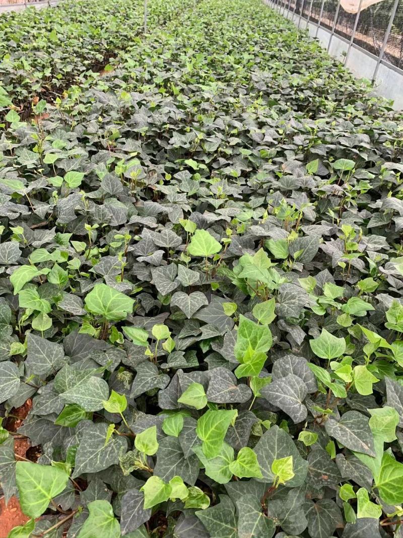 常春藤，云南苗圃直销，50到一米常春藤，一手货源