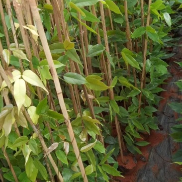油麻藤，云南油麻藤，种植各种绿化苗木，一手货源