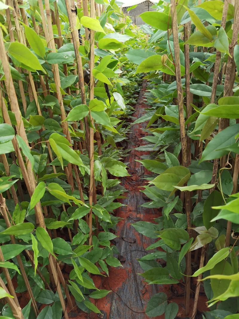 油麻藤，云南油麻藤，种植各种绿化苗木，一手货源