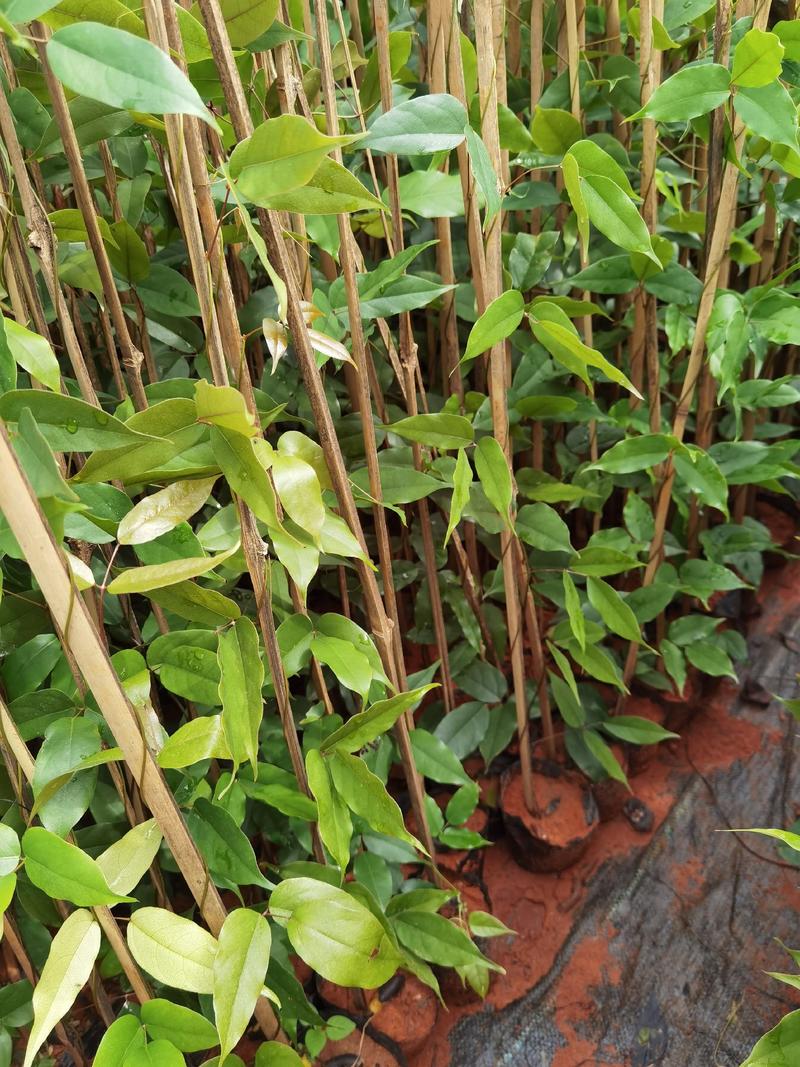 油麻藤，云南油麻藤，种植各种绿化苗木，一手货源