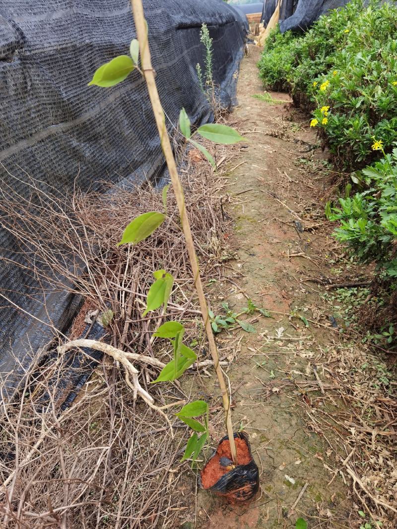 油麻藤，云南油麻藤，种植各种绿化苗木，一手货源