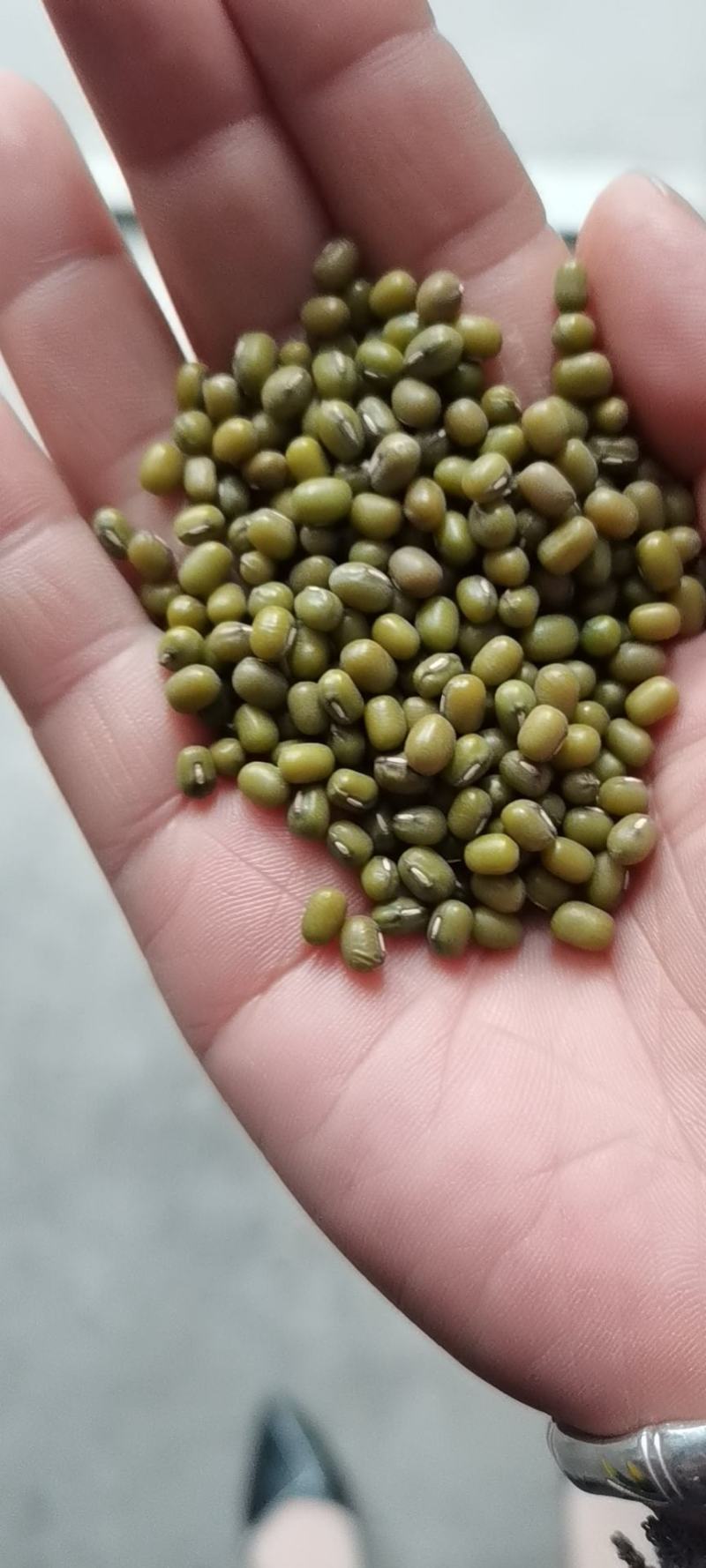 芽豆中粒进口的芽菜豆中粒绿豆生豆芽专用一袋起