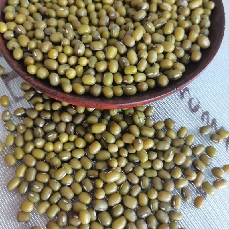 芽豆中粒进口的芽菜豆中粒绿豆生豆芽专用一袋起