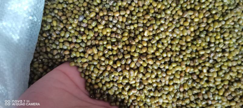 芽豆中粒进口的芽菜豆中粒绿豆生豆芽专用一袋起