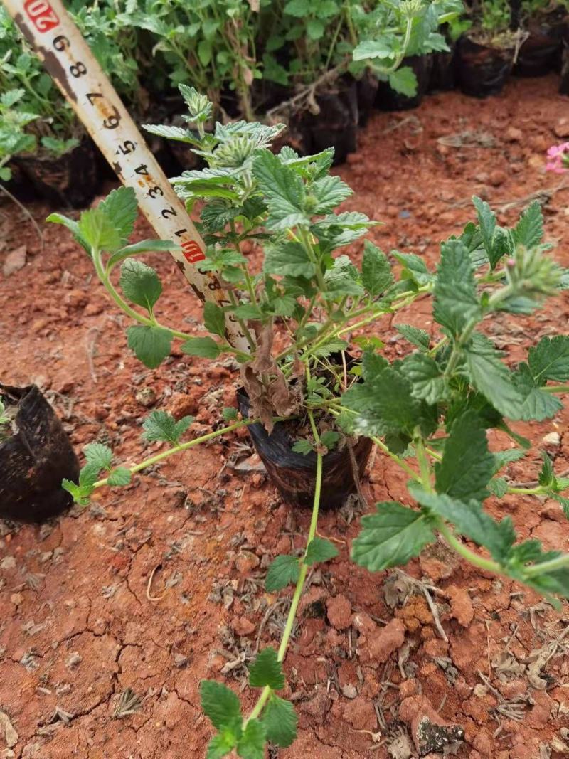 美女樱，云南美女樱苗圃直销，各种绿化苗木，一手货源