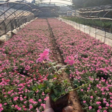 美女樱，云南美女樱苗圃直销，各种绿化苗木，一手货源