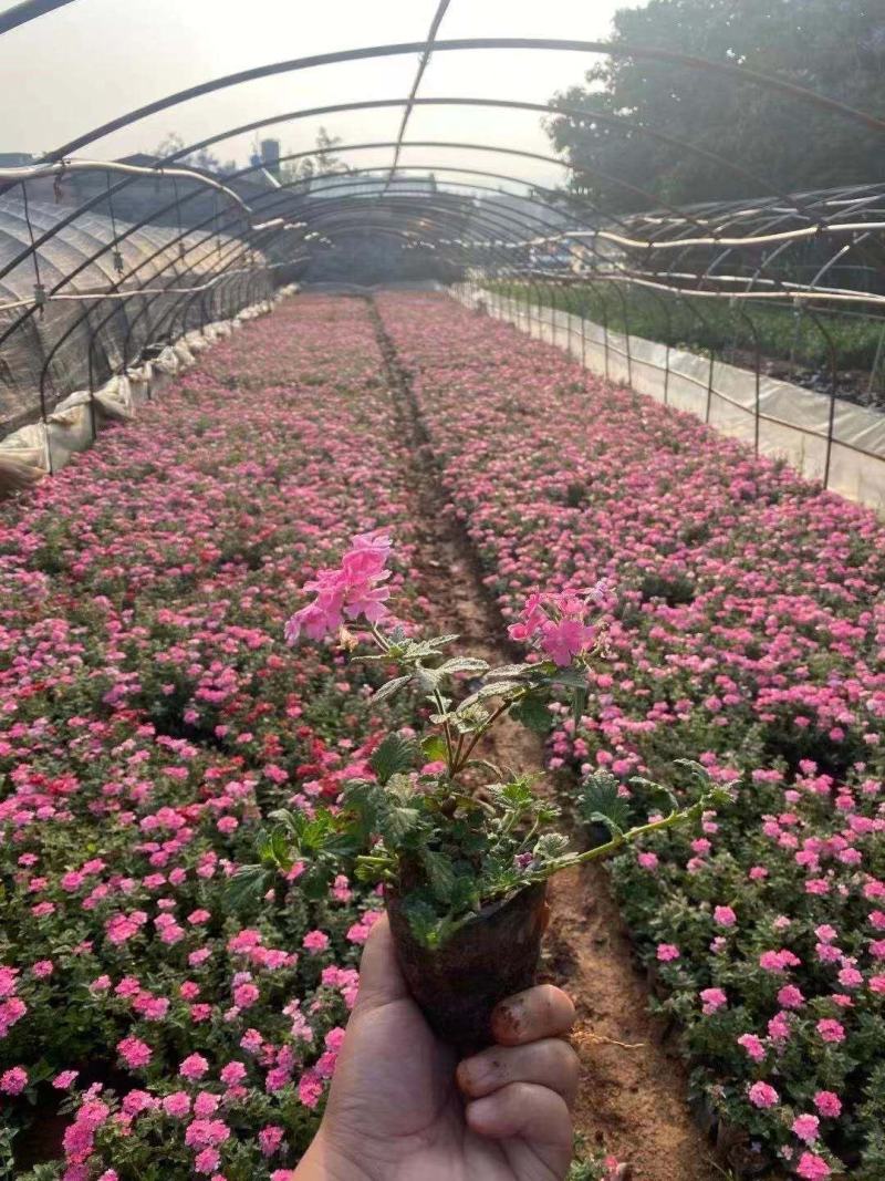 美女樱，云南美女樱苗圃直销，各种绿化苗木，一手货源