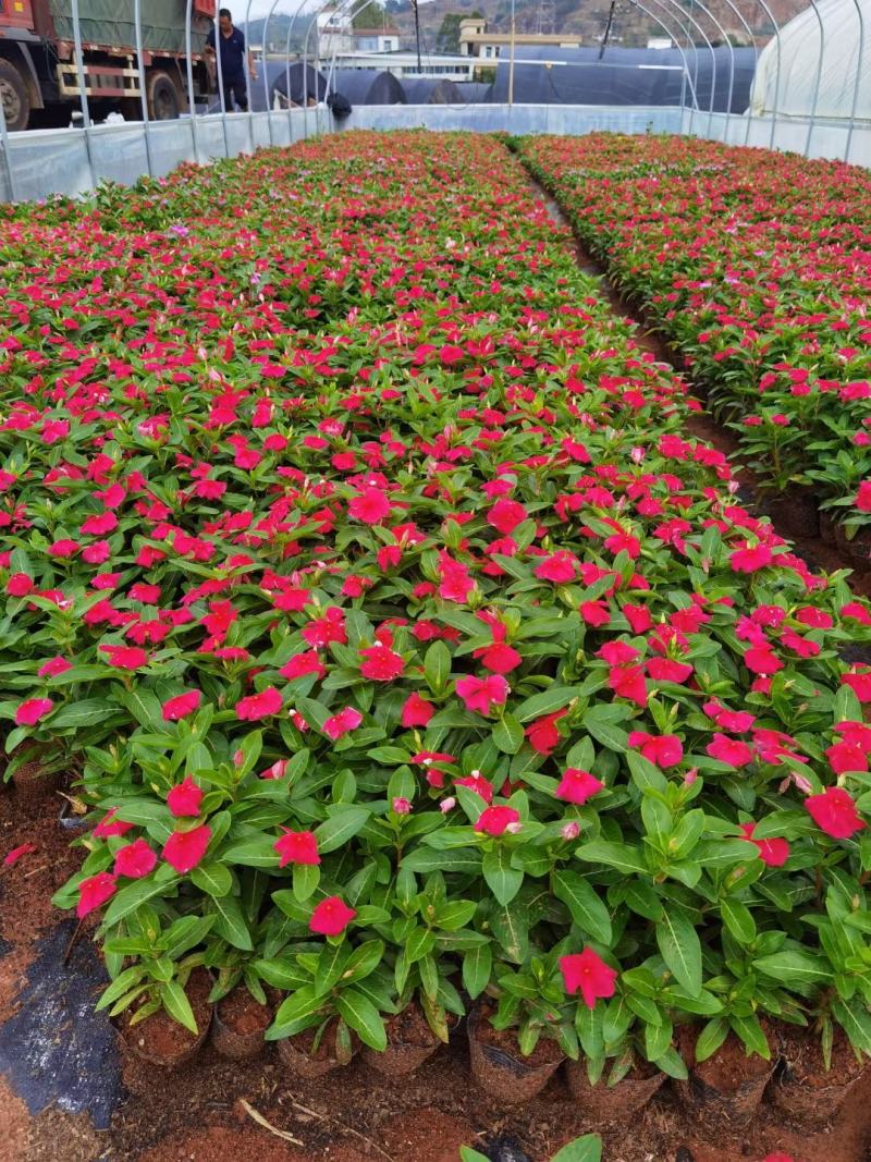 长春花云南长春花苗圃直销，一手货源种植各种绿化地被苗木