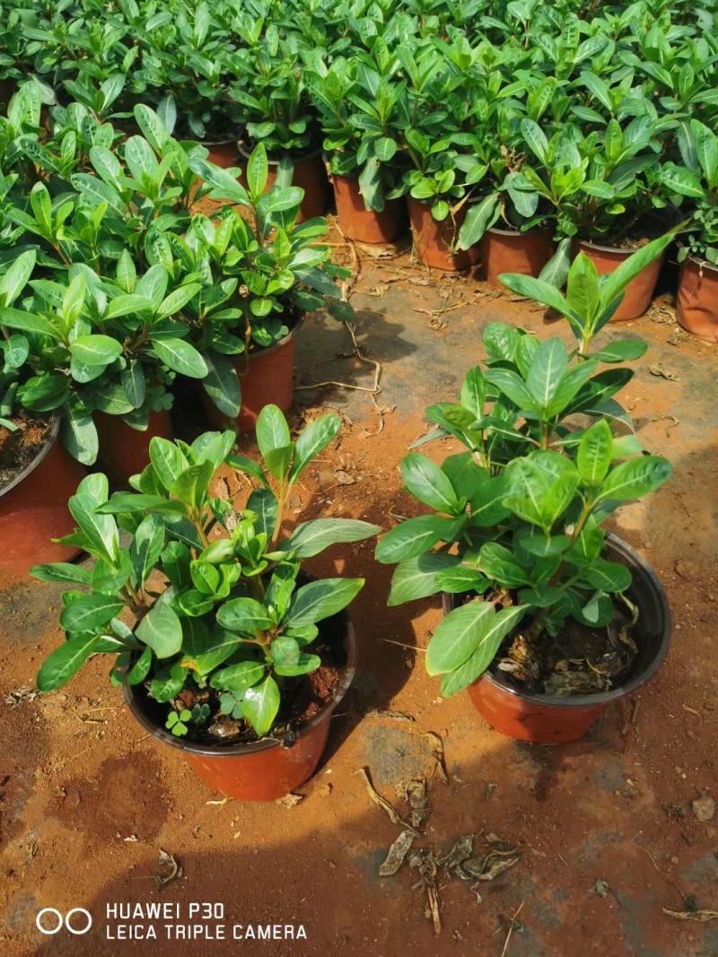 长春花云南长春花苗圃直销，一手货源种植各种绿化地被苗木
