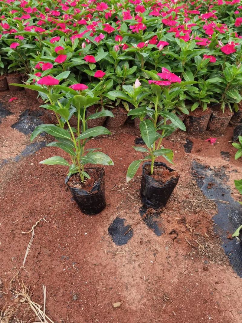 长春花云南长春花苗圃直销，一手货源种植各种绿化地被苗木