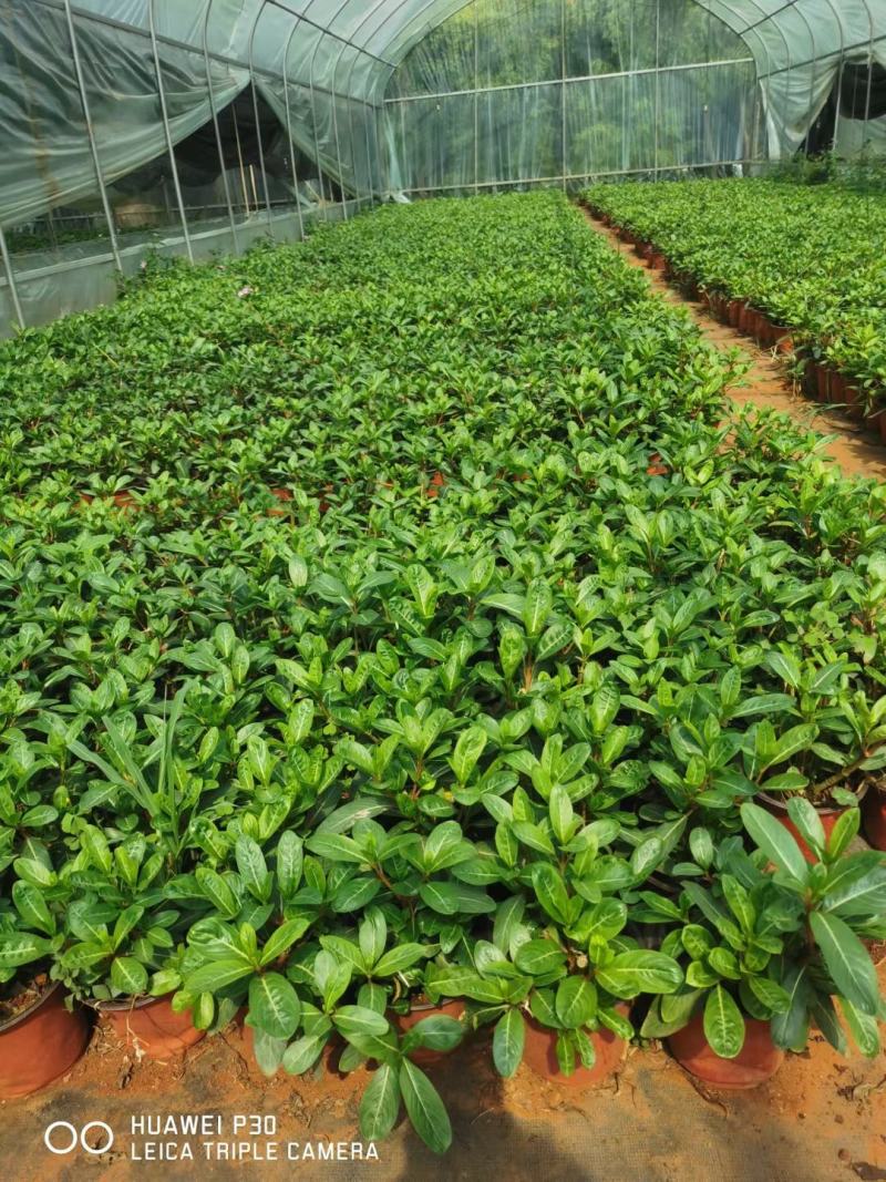 长春花云南长春花苗圃直销，一手货源种植各种绿化地被苗木