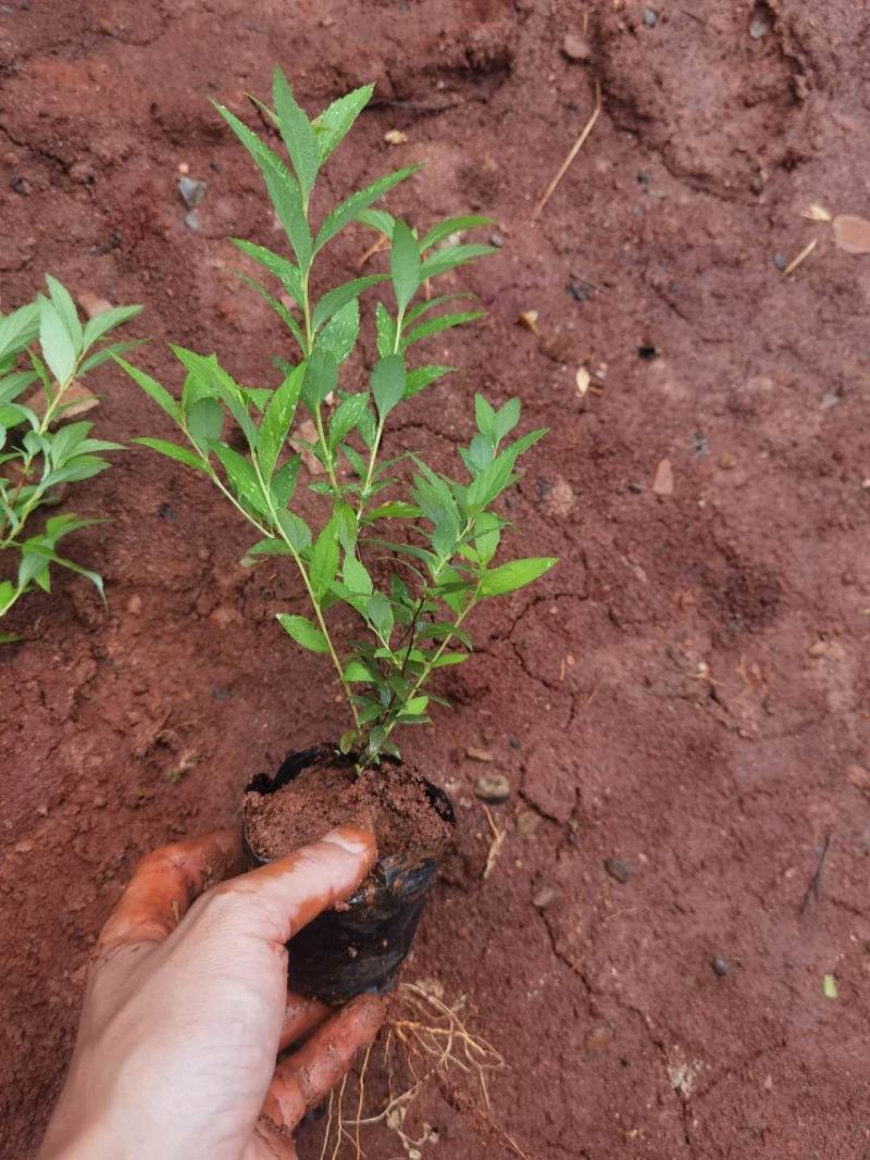 绣线菊，粉花绣线菊杯苗，昆明苗圃自产自销