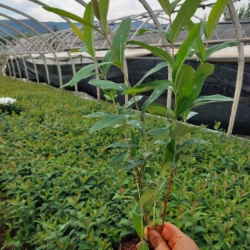 金丝桃，云南金丝桃苗圃直销，种植各种绿化地被苗木，