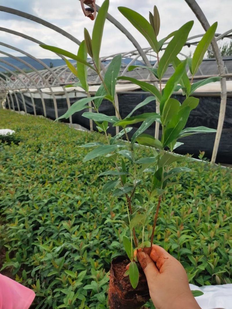 金丝桃，云南金丝桃苗圃直销，种植各种绿化地被苗木，