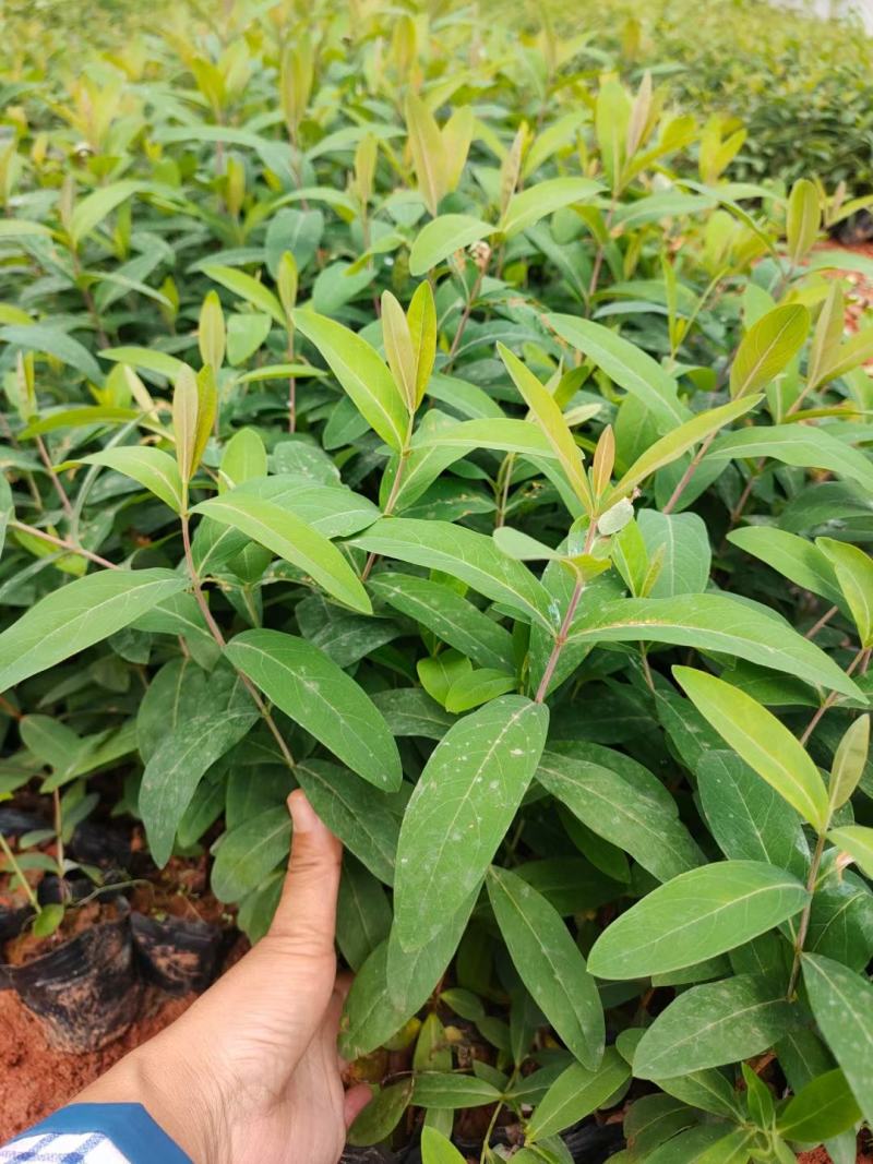 金丝桃，云南金丝桃苗圃直销，种植各种绿化地被苗木，
