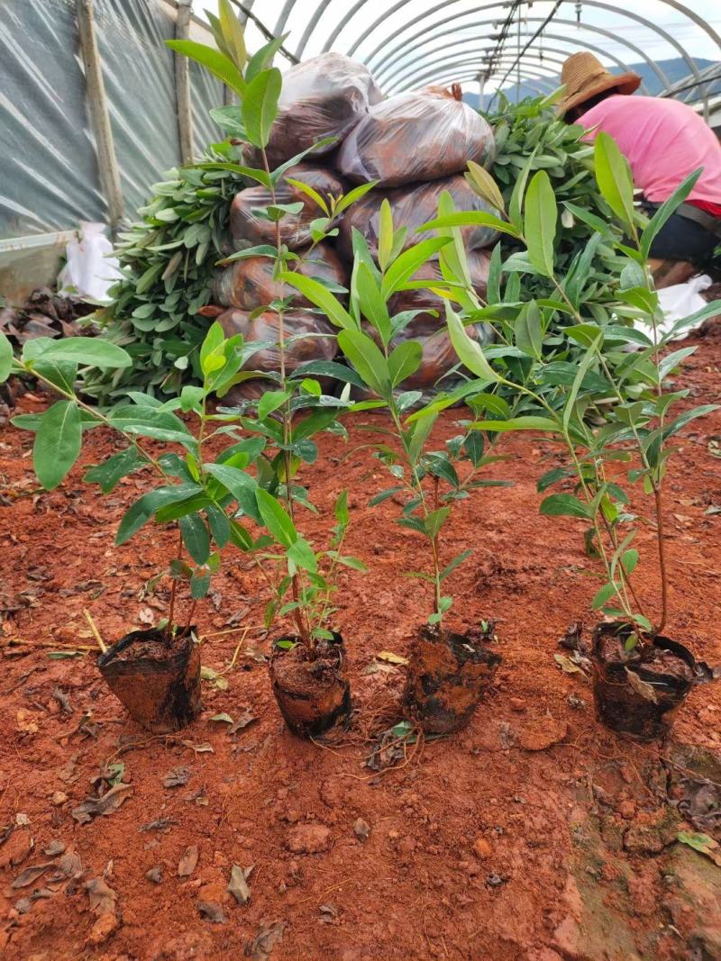 金丝桃，云南金丝桃苗圃直销，种植各种绿化地被苗木，