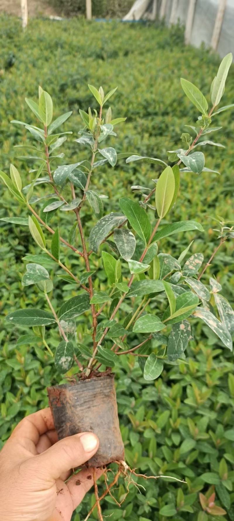 金丝桃，云南金丝桃苗圃直销，种植各种绿化地被苗木，