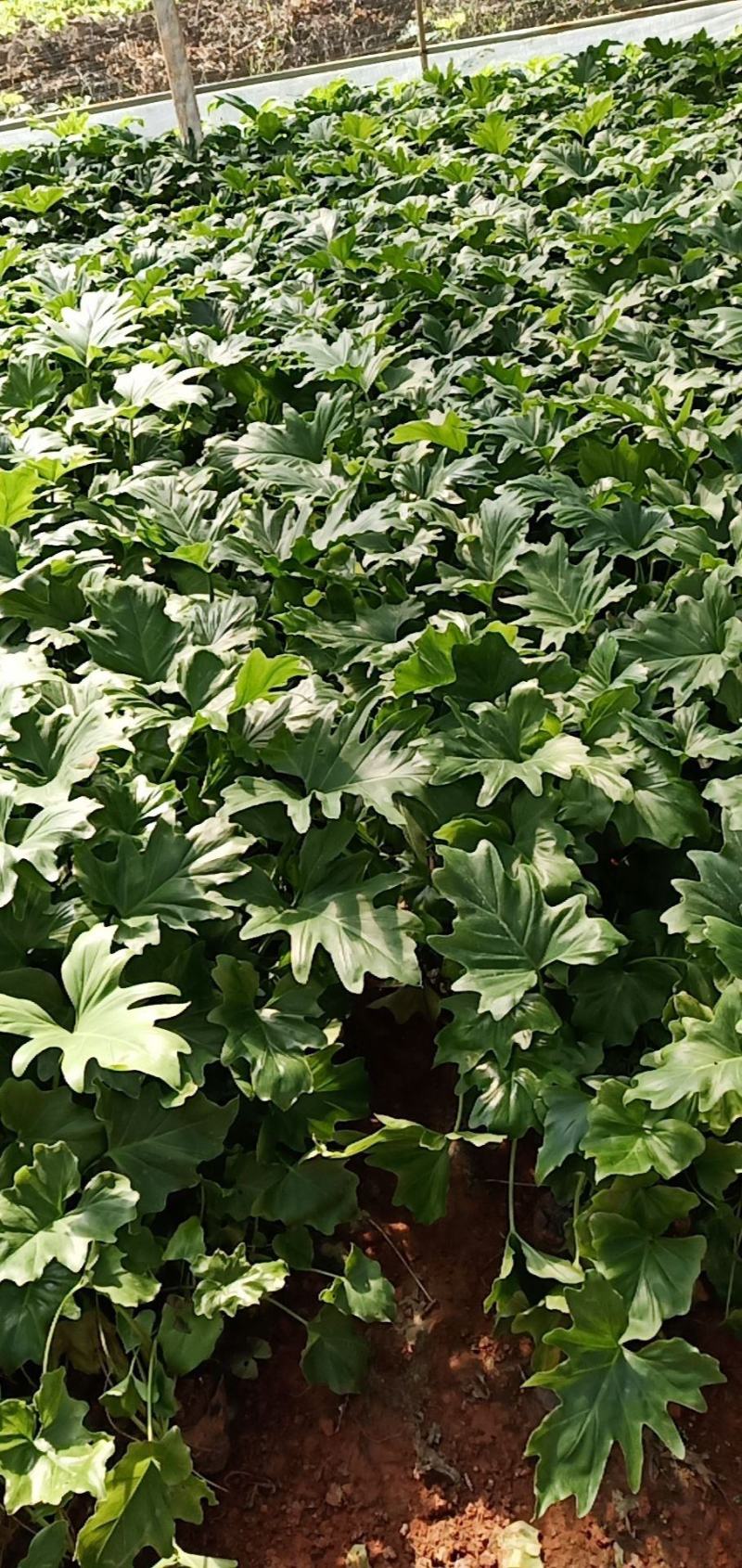 春羽，云南春羽苗圃直销，各种绿化地被苗木一手货源