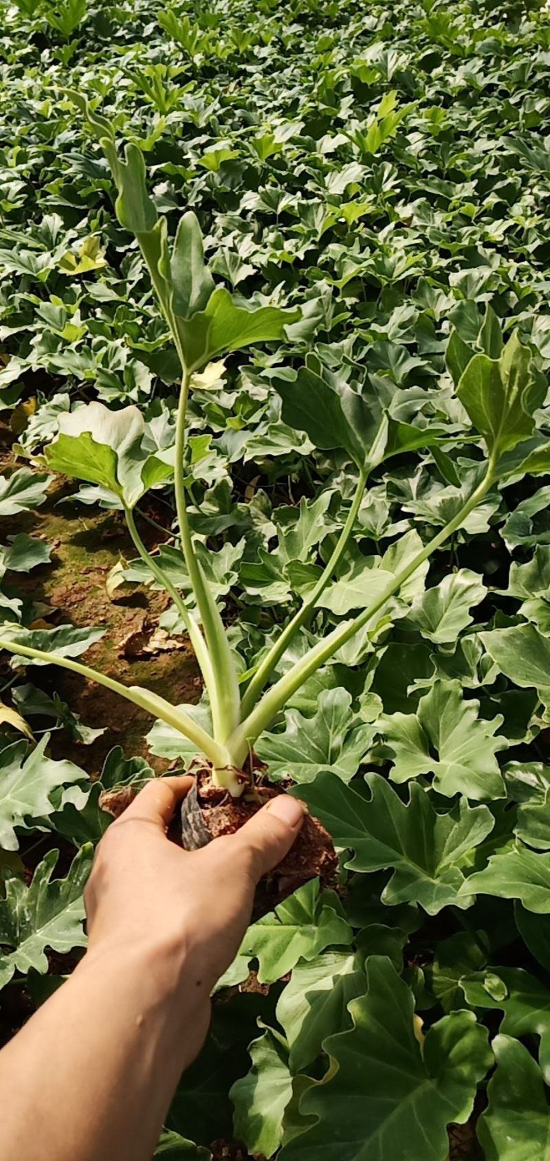 春羽，云南春羽苗圃直销，各种绿化地被苗木一手货源