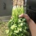 香菜