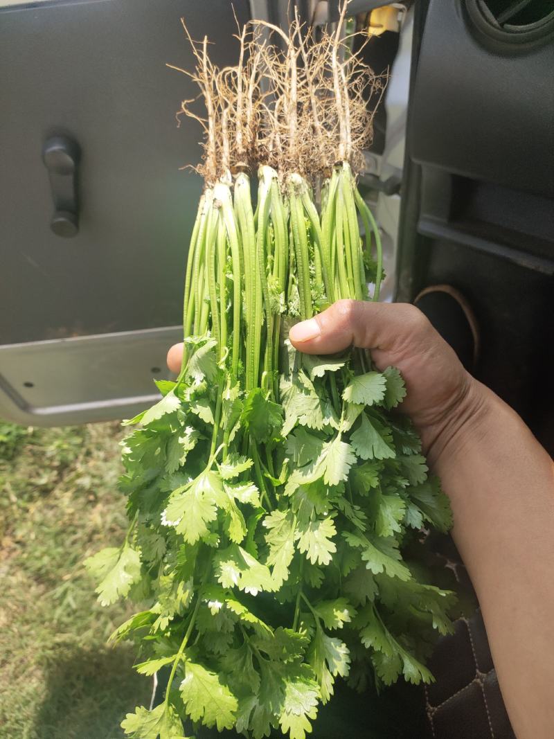 香菜