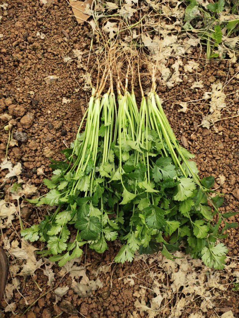 香菜