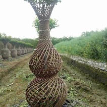 四川成都温江基地苗圃紫薇花瓶，质量保证，价格优美