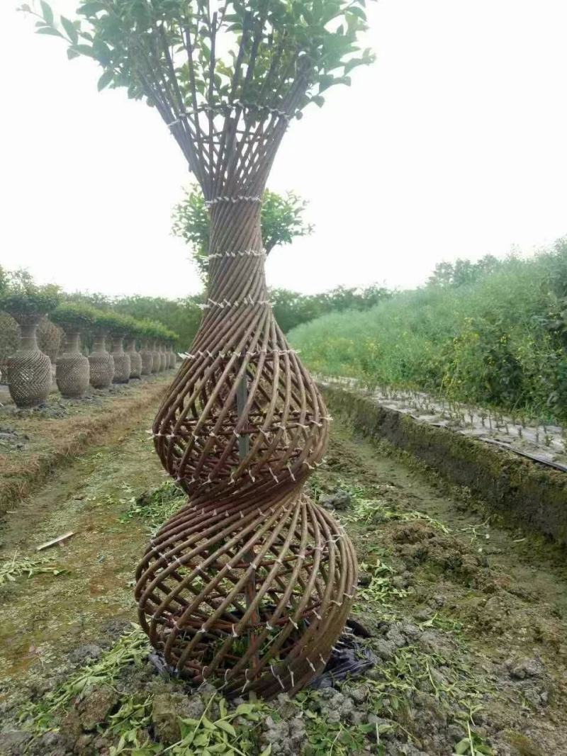 四川成都温江基地苗圃紫薇花瓶，质量保证，价格优美