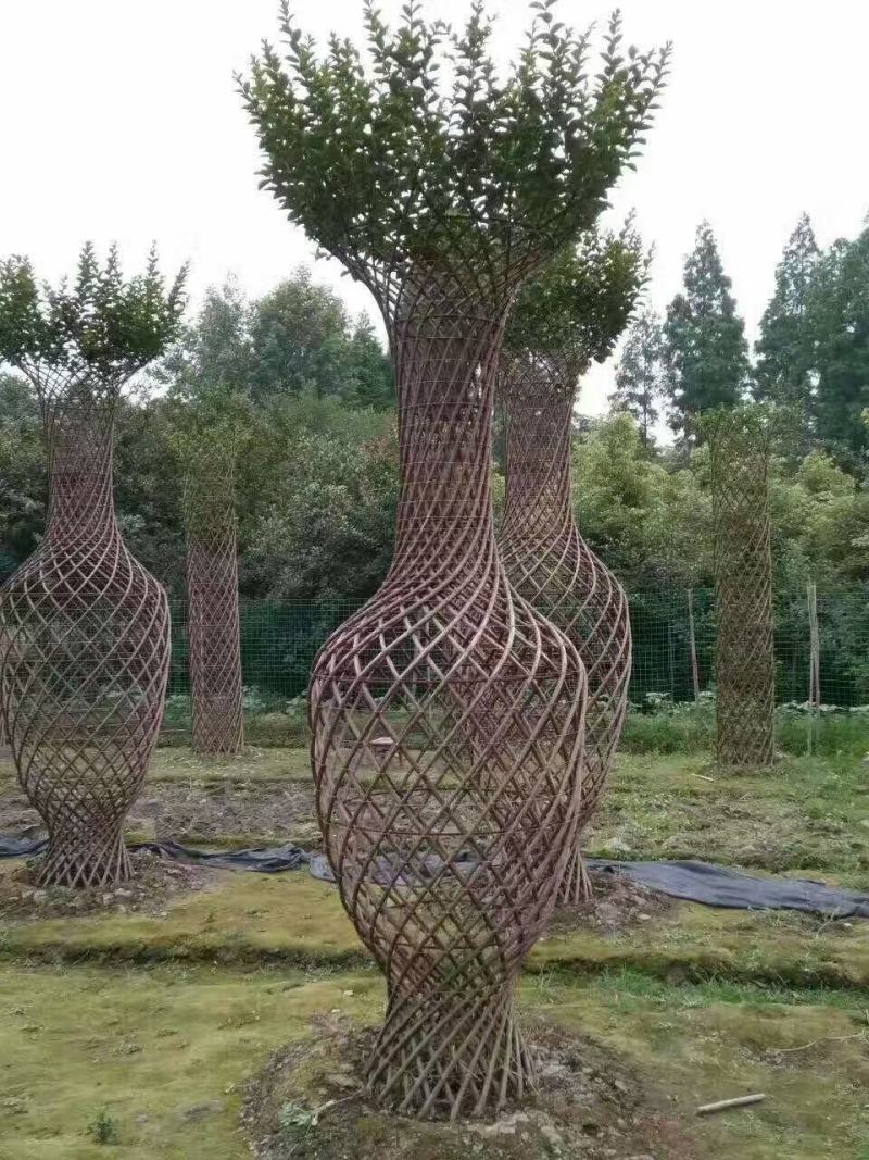 四川成都温江基地苗圃紫薇花瓶，质量保证，价格优美